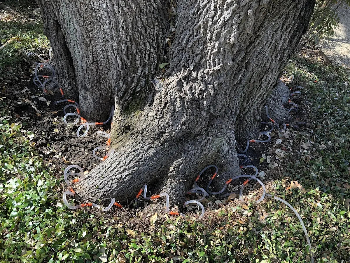 Detailed Tree Cabling and Bracing job site in Asotin